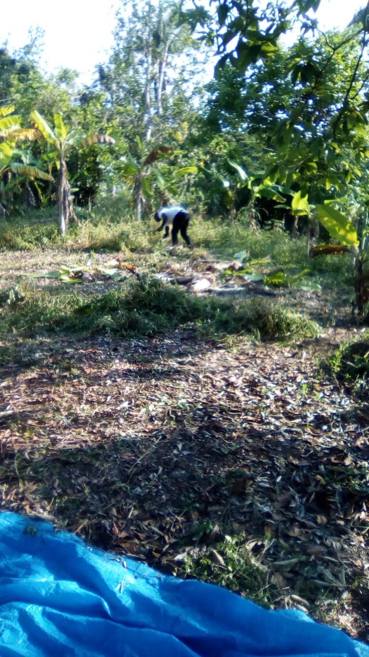 Agricultural PalmTrees